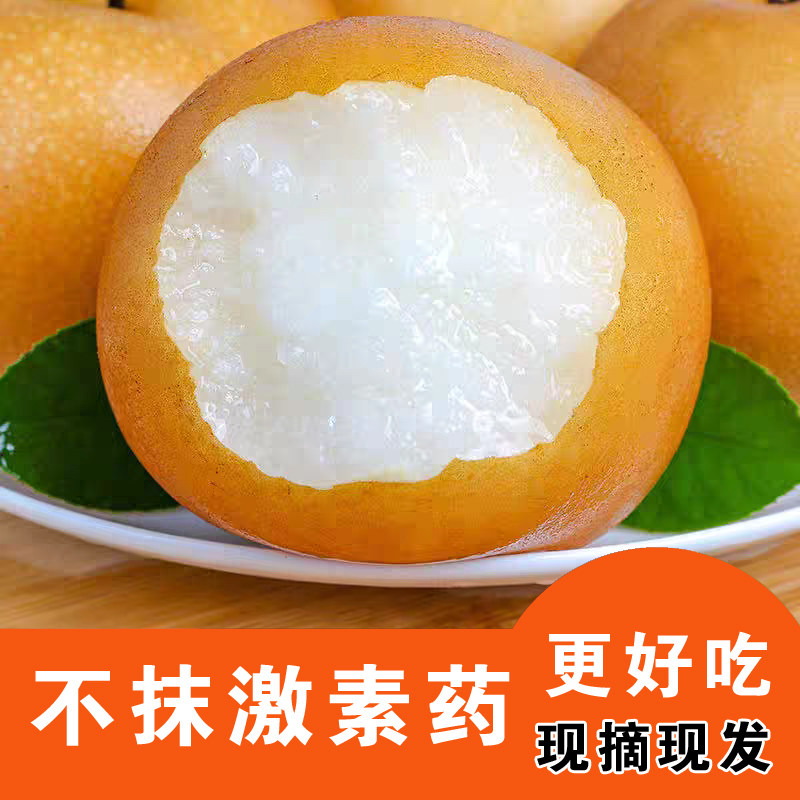 现摘 秋月梨  大沙河梨 不打农药不抹药 新鲜梨 脆甜爆汁现摘梨子