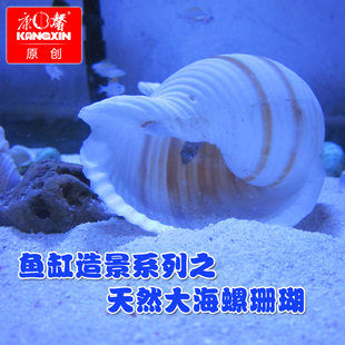 康馨水族三湖慈鲷斑马卷贝壳虎繁殖海宝螺寄居蟹琵琶螺绿蝾大琴螺