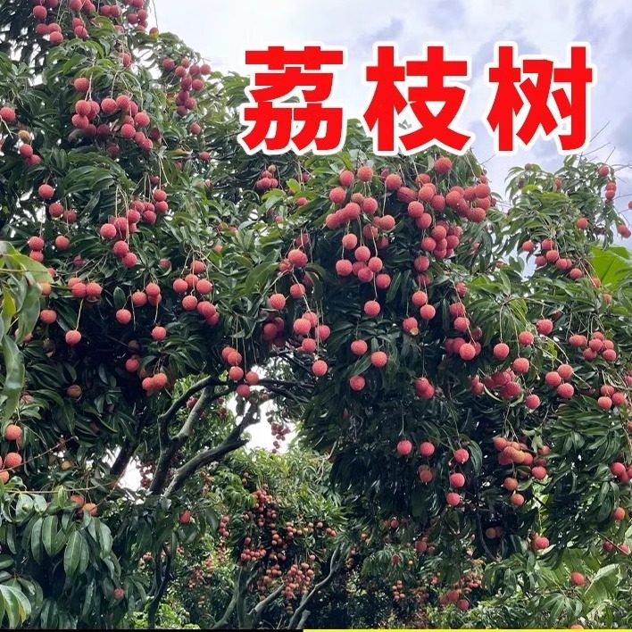 果树种子荔枝水果种子图片