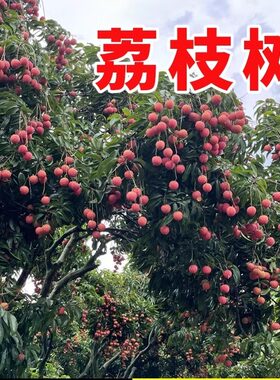 果树种子荔枝水果种子