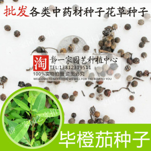 新采毕橙茄种子 毕澄茄种子 毗陵茄子 毛叶木姜子 大木姜 木香子