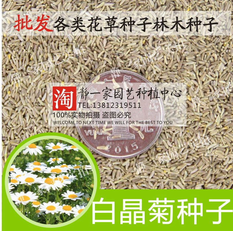 黄晶菊种子白晶菊秋播花卉鲜花种子批发园林园艺景观花海草花籽