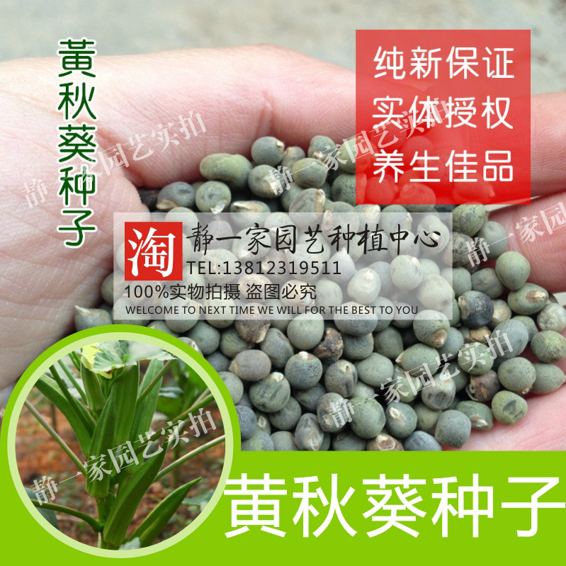 绿秋葵黄秋葵种子红秋葵种子杨贵妃台湾五福绿五星种子秋葵种批发