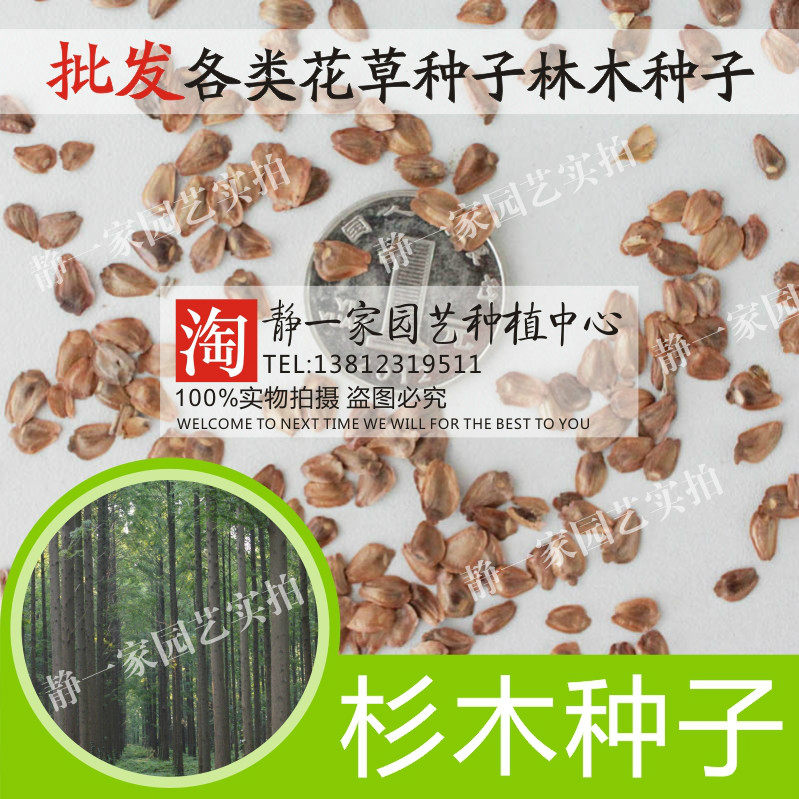 新采杉木种子刺杉油杉落羽杉美国巨杉水杉 银杉林木种子速生沙树