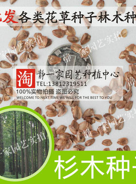 新采杉木种子刺杉油杉落羽杉美国巨杉水杉 银杉林木种子速生沙树