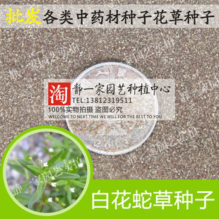 白花蛇舌草种子 羊须草种子 红花蛇舌草种子羊须草蛇总管药材种子