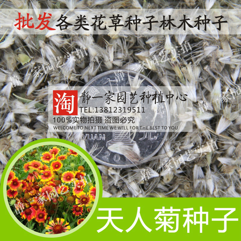 天人菊多年生宿根种子鲜花园林景观绿化花卉园艺种籽庭院阳台