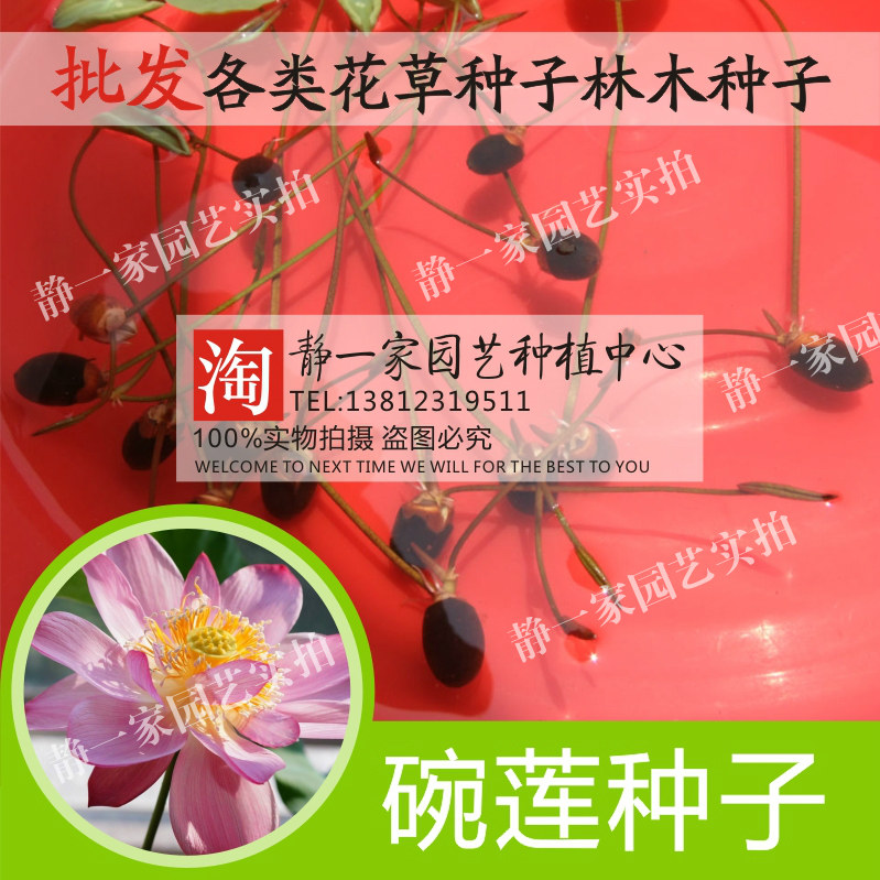 已开口碗莲种子 四季阳台迷你水培植物绿植盆栽睡莲 荷花种子批发