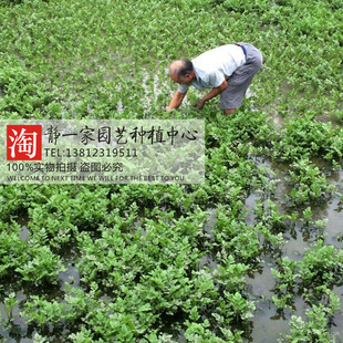 水芹种子批发 水生蔬菜种子 四季播室内阳台无土栽培蔬菜种子批发