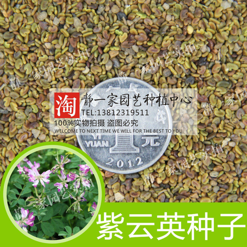 紫云英种子多年生四季南北方牧草坪籽芽苗菜绿化蜜源绿肥包邮