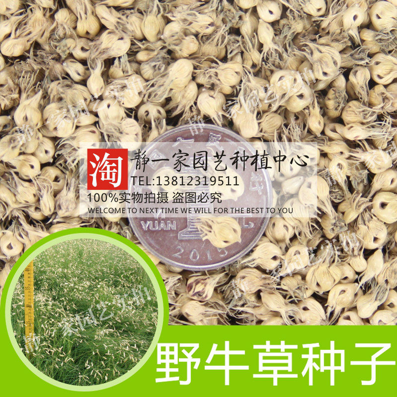 野牛草种子堤岸护坡草籽 林下路旁绿化 观赏草坪种子 耐旱耐高温