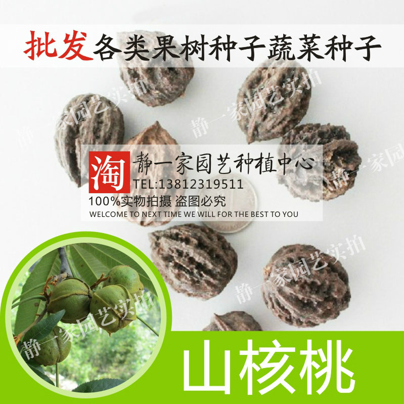 散装山核桃种子 山核桃种子 小核桃 可嫁接各种核桃 制作工艺胡桃