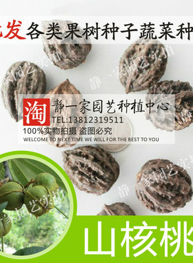散装山核桃种子 山核桃种子 小核桃 可嫁接各种核桃 制作工艺胡桃
