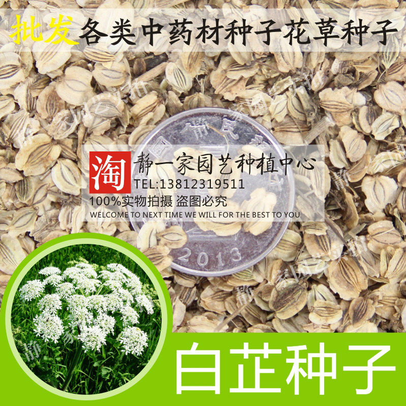 新白芷种子 番白芷 杭白芷 走马芹 兴安白芷 川白芷种子药材种子