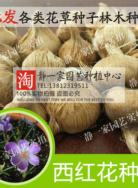 药材西红花种子番红花 藏红花 西红花种球 盆栽花草包邮