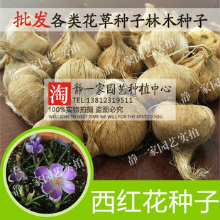 药材西红花种子番红花 藏红花 西红花种球 盆栽花草包邮