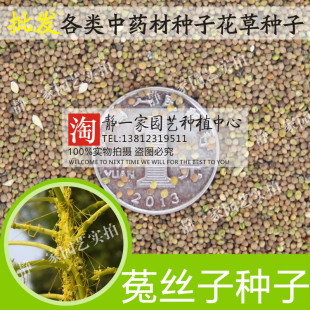 菟丝子种子批发 豆寄生 无根草 黄丝 黄鳝藤种子 中药材种子
