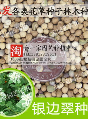 观叶植物耐寒开花庭院种子