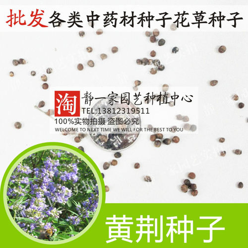 黄荆种子 五指柑布荆子牡荆子 白毛黄荆 小叶荆种子药材种子批发 - 封面