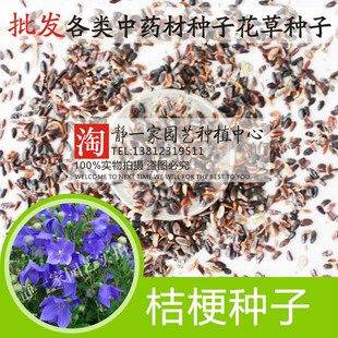 新产中药材种子桔梗种子批发家庭阳台洋桔梗花种子四季播种
