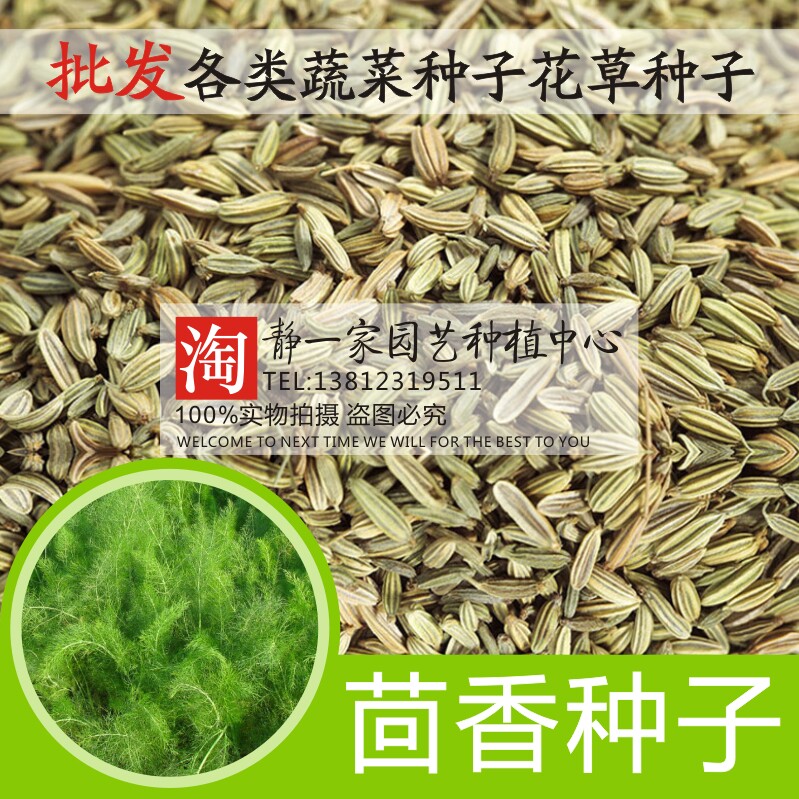 割茬茴香种子苗小茴香种子大茴香菜种籽阳台四季盆栽菜大蔬菜种籽
