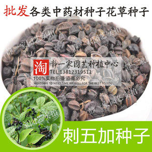 中药材散装刺五加种子 五加皮 刺拐棒坎拐棒子老虎潦 榨油 制肥皂