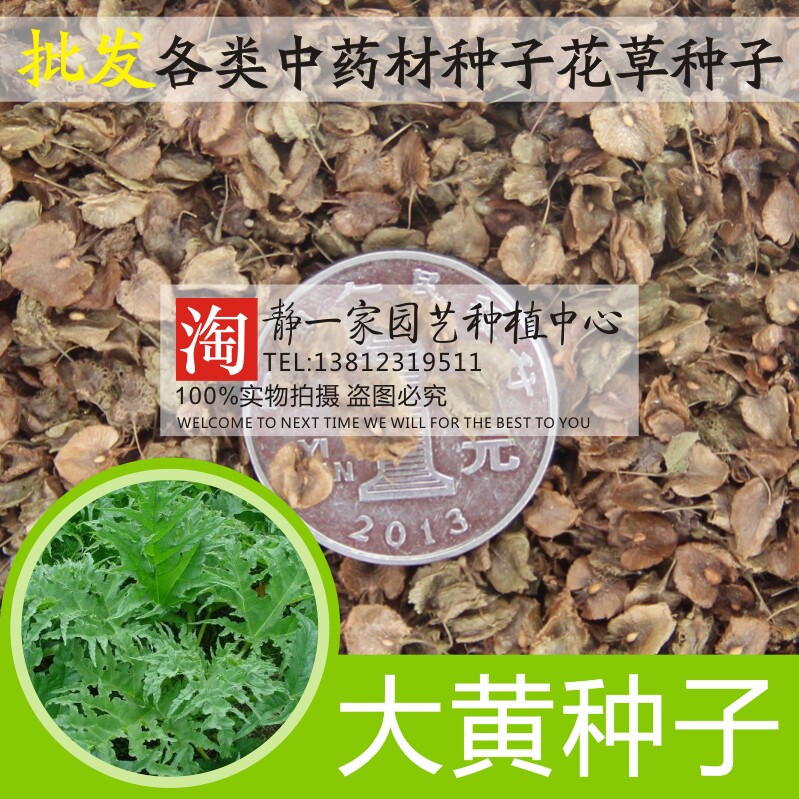 纯新马蹄大黄籽大叶片 大黄种子批发中草药材种子可食用大黄包邮