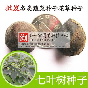 新采七叶树种子 梭椤树 梭椤子 天师栗 开心果种子 林木种子