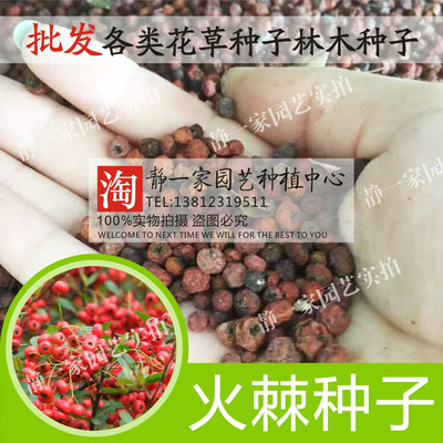 火棘种子围墙铁篱笆