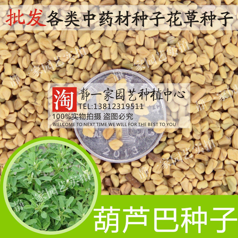 散装葫芦巴种子批发 中药材种子葫芦巴种子胡巴 香草籽香豆子香草