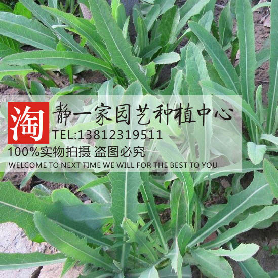 散装曲曲菜种子 野苦菜 取麻菜苦葛麻 曲麻菜 苣菜苣荬菜种子蔬菜