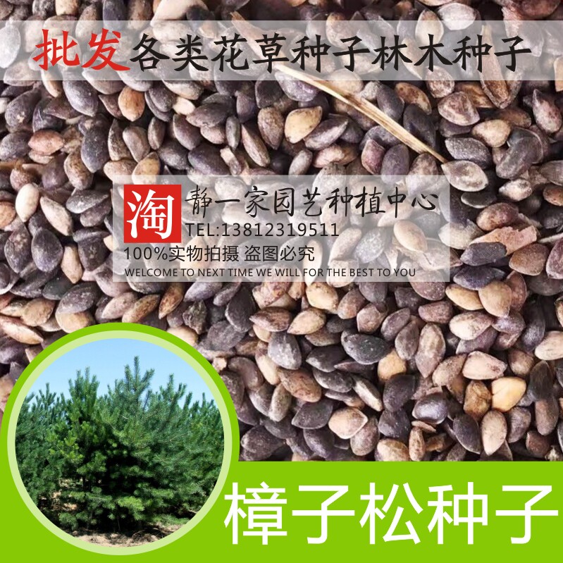 日本蒙古松柏树种子图片