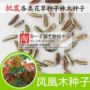 凤凰木种子 金凤 凤凰树 火树 红花楹 影树 红花楹树种子彩色