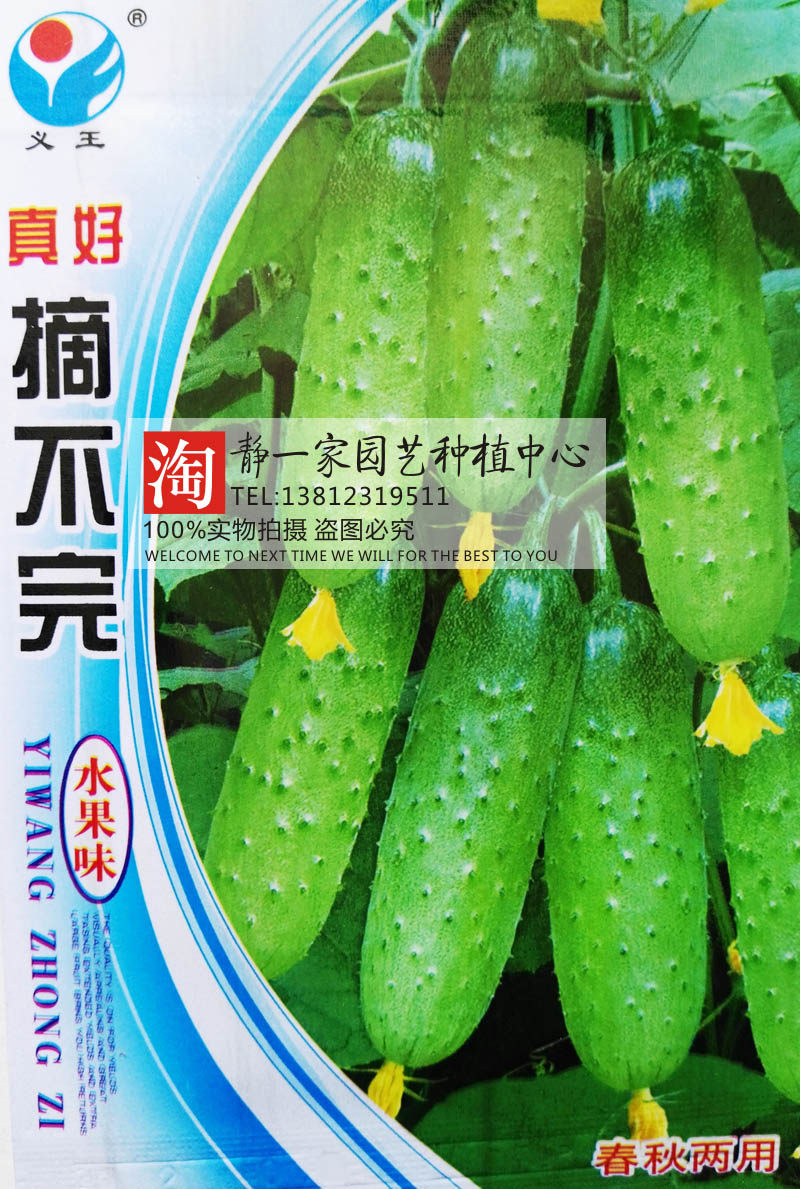 原装水果黄瓜种子 节节瓜小黄瓜 阳台盆栽菜籽 四季播蔬菜种子