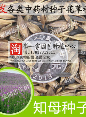 散装知母种子批发 毛知母籽 蚳母 连母 野蓼 地参种子 包邮