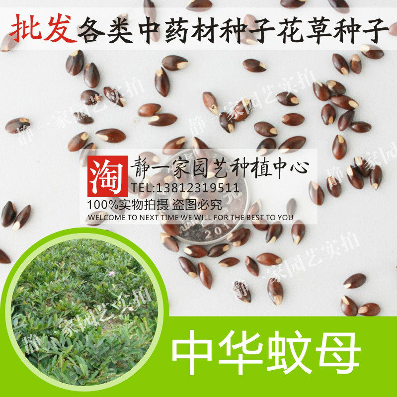 两栖植物花卉 大叶蚊母 中华文母 中华蚊母种子 小叶蚊母种子