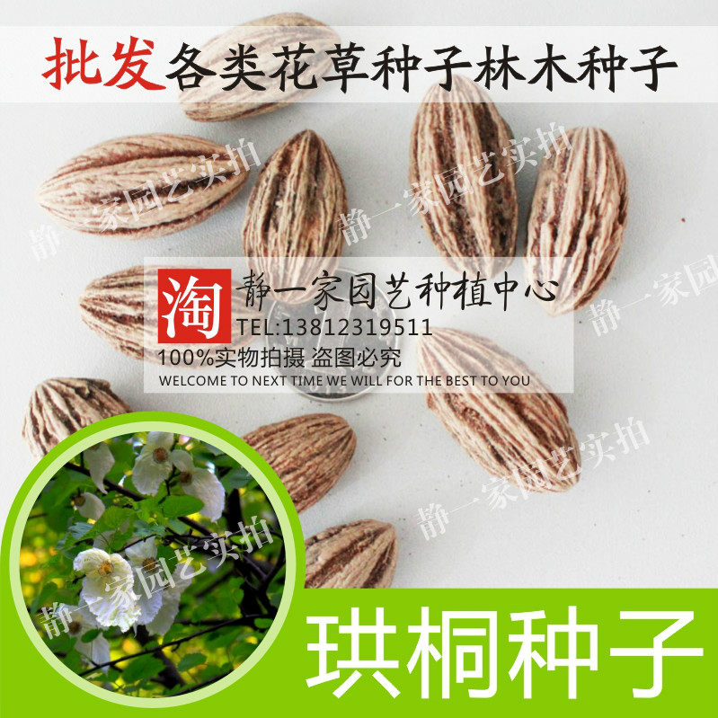 珙桐种子珙桐树种珙桐树苗种子优质珙桐种子包邮林木树种