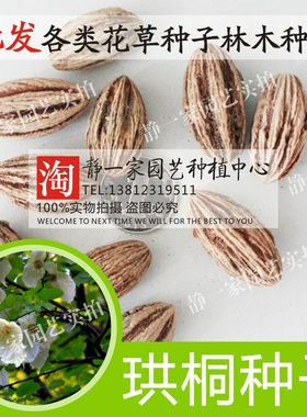 珙桐种子珙桐树种珙桐树苗种子优质珙桐种子包邮林木树种