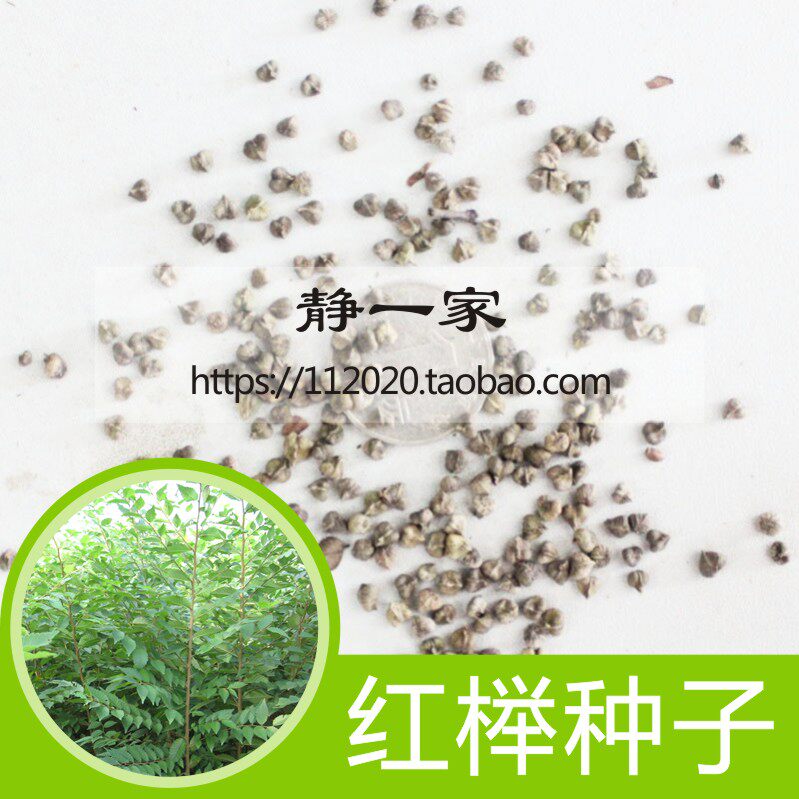 榉树种子 红榉树种子 小果榉 青榉 白榉 血榉 大果榉种子林木种子