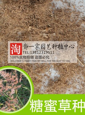 糖蜜草种子 养牛优质饲料 水土保持 护土的优良品种 防沙固土