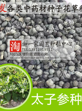 太子参种子批发 孩儿参 童参 双批七 四叶参 米参种子 药材种子