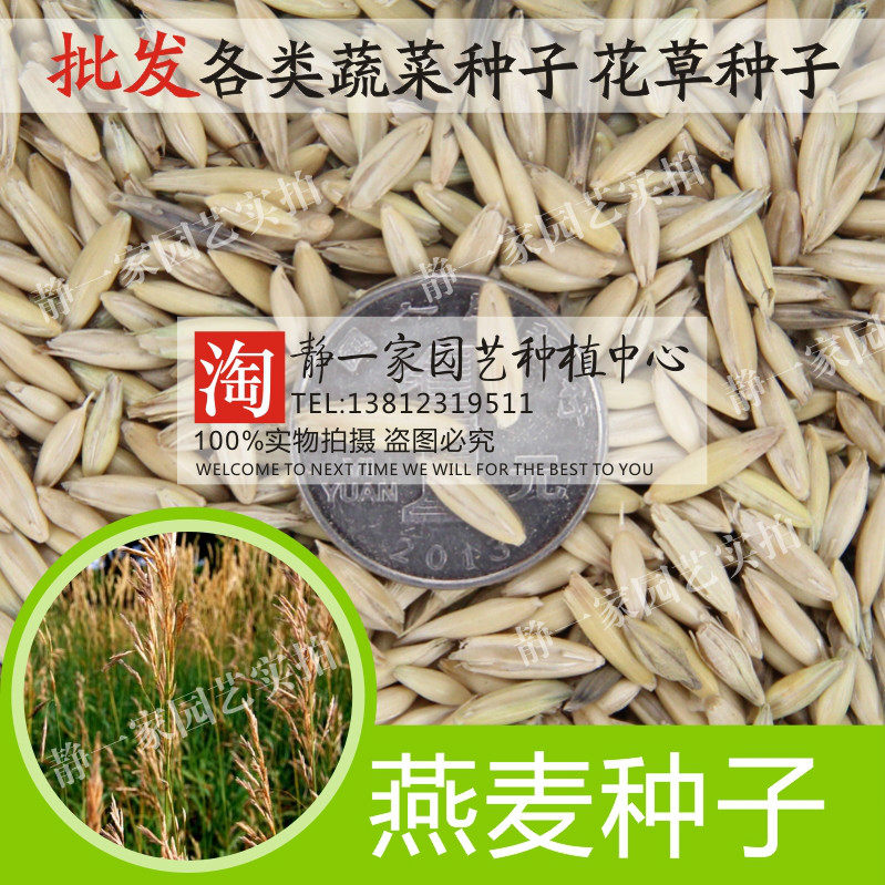 燕麦种子批发 皮燕麦种子 雀麦 野麦子 燕麦草 野燕麦带壳可食用