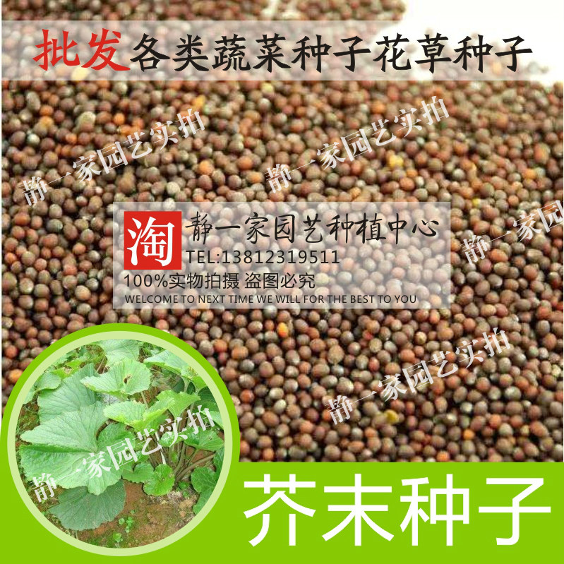 寿司芥末种子芽苗辣菜 四季蔬菜种子阳台种菜四季盆栽菜籽批发