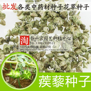 新采蒺藜种子 名茨 旁通 屈人止行休羽 白蒺藜种子 药材种子批发