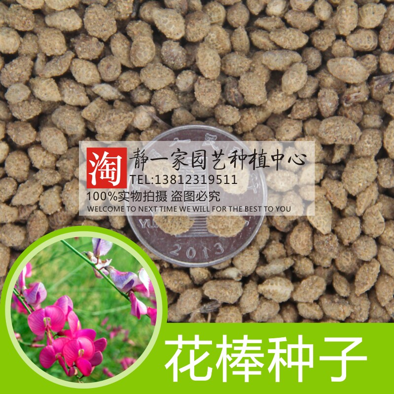 花棒种子批发 细枝岩黄芪 牧草种子 花帽种子 牛尾梢 沙漠燃料