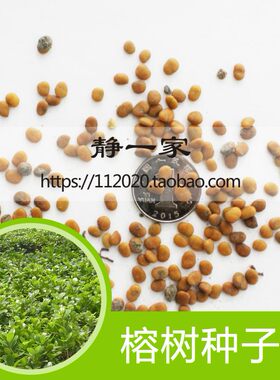 树种批发人参榕盆栽高山榕垂叶榕