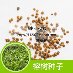 榕树种子批发 大叶榕树小叶榕树垂叶榕人参榕树种盆栽高山榕种子