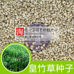 牧草种子 皇竹草种子 黄竹草种子四季常青鸡鸭鹅猪牛羊鱼草种籽