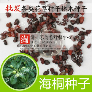 灌木海桐种子 海桐花山矾宝珠香山瑞香种子四季常青 林木种子