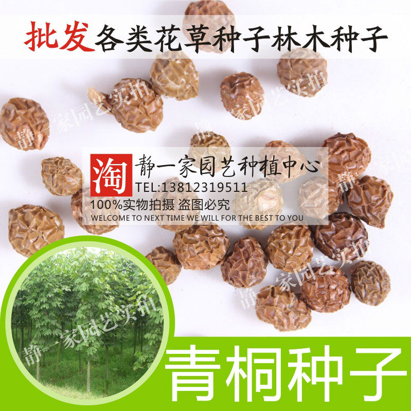 新采青桐种子 青桐树种 青皮梧桐树种 法桐种子 油桐 海桐籽包邮
